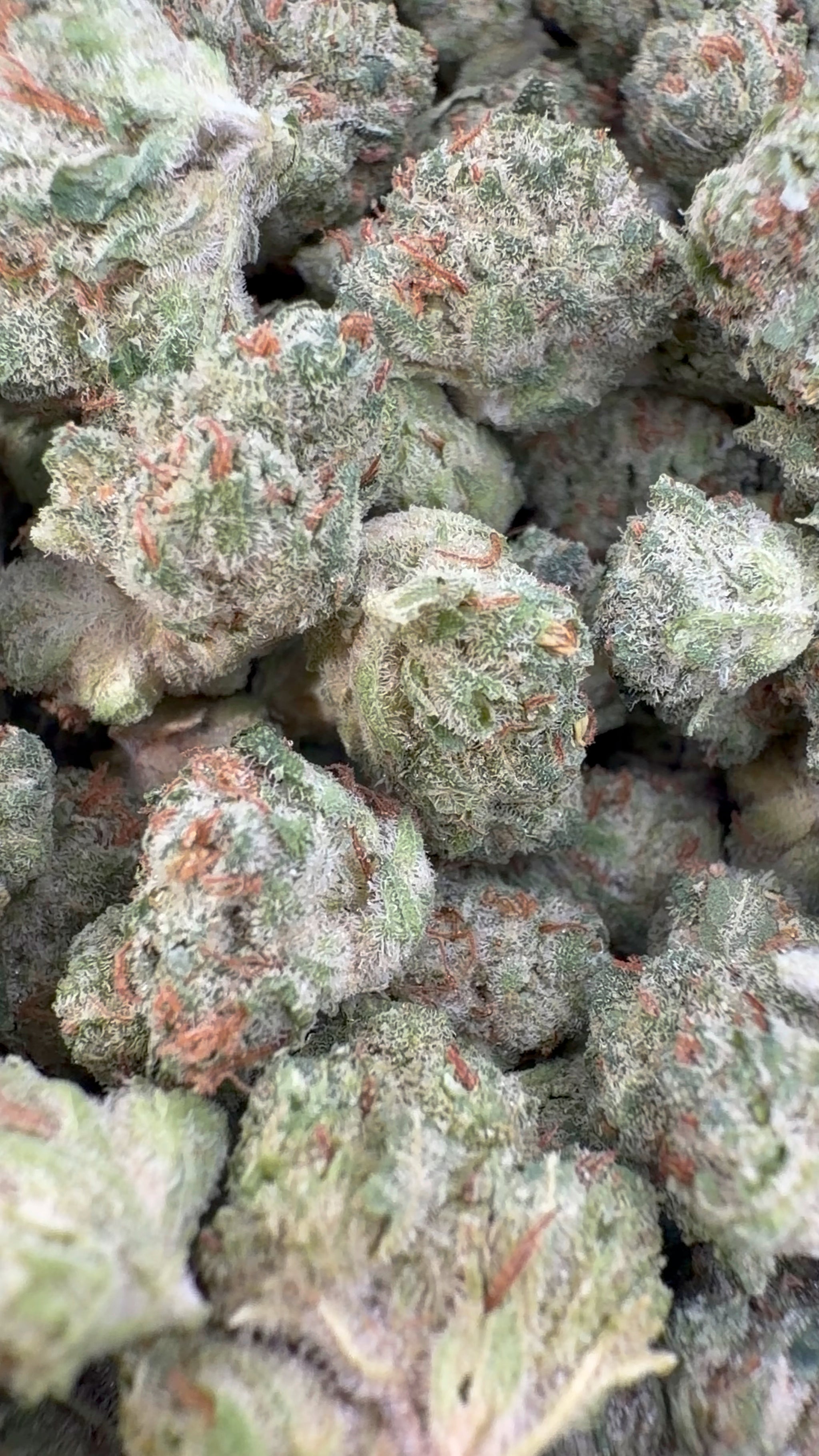 Laughing Gas - Bulk - Hybrid