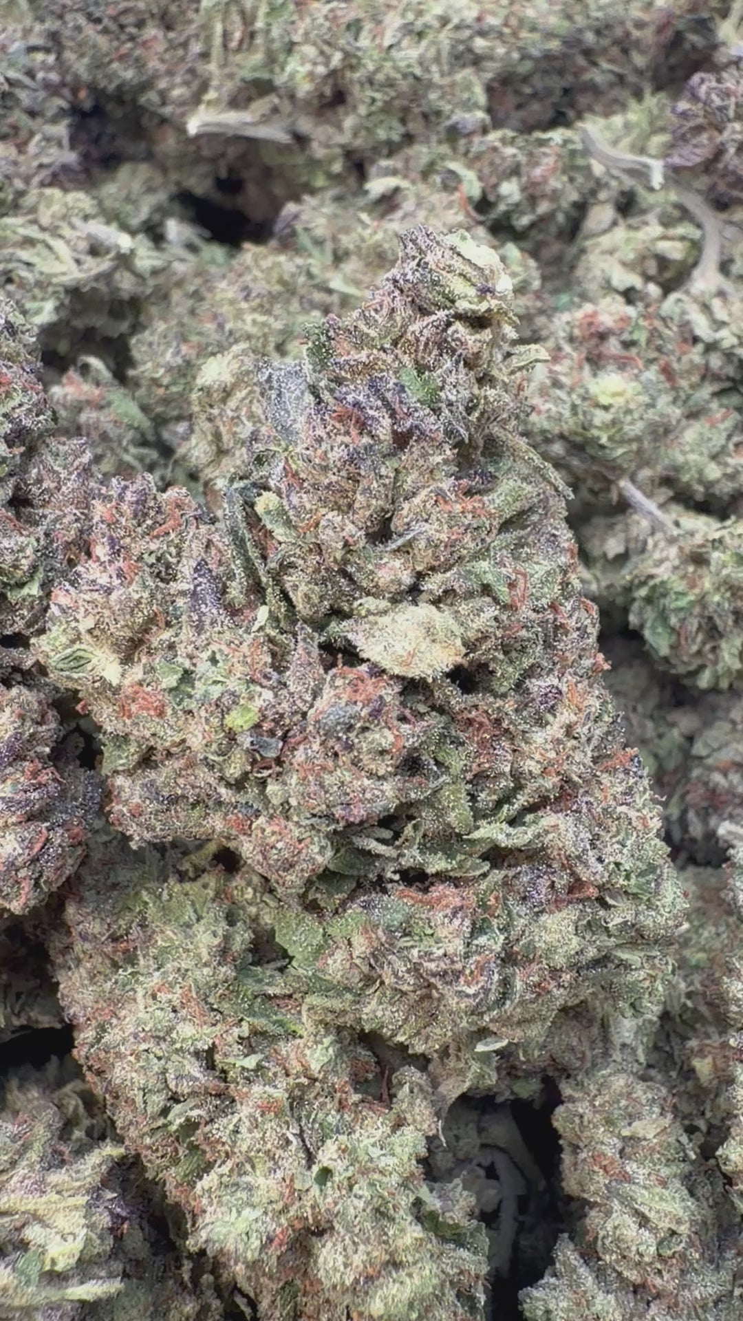 Sunset Sherbet - Bulk - Hybrid