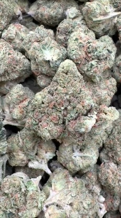 Apple Banana Littles - Bulk Littles - Hybrid