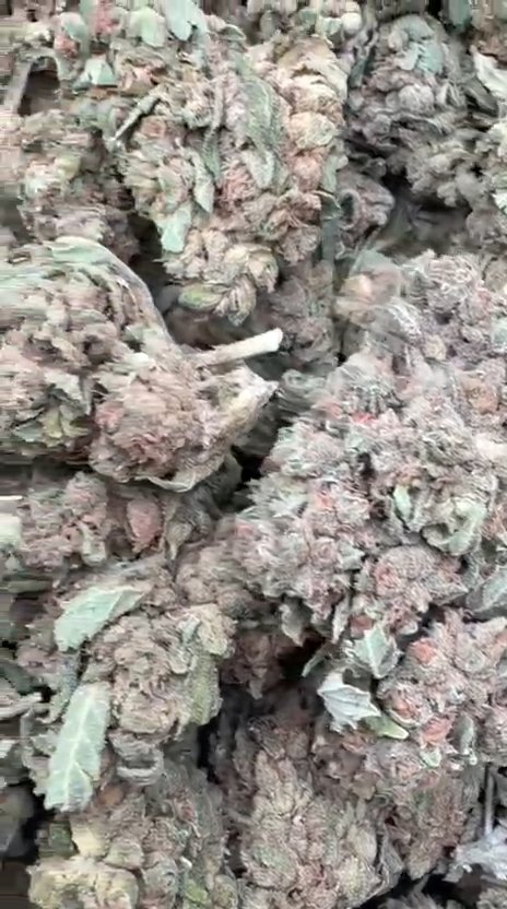 Acapulco Gold - Bulk - Sativa
