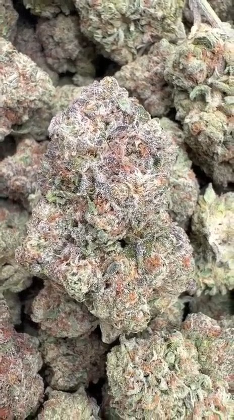 Animal Mintz - Bulk - Hybrid