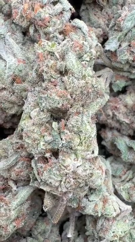 Apple Banana - Bulk - Hybrid