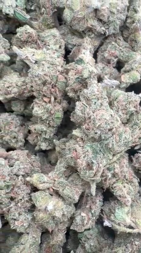 Blueberry Headband Mediums - Bulk Mediums - Hybrid