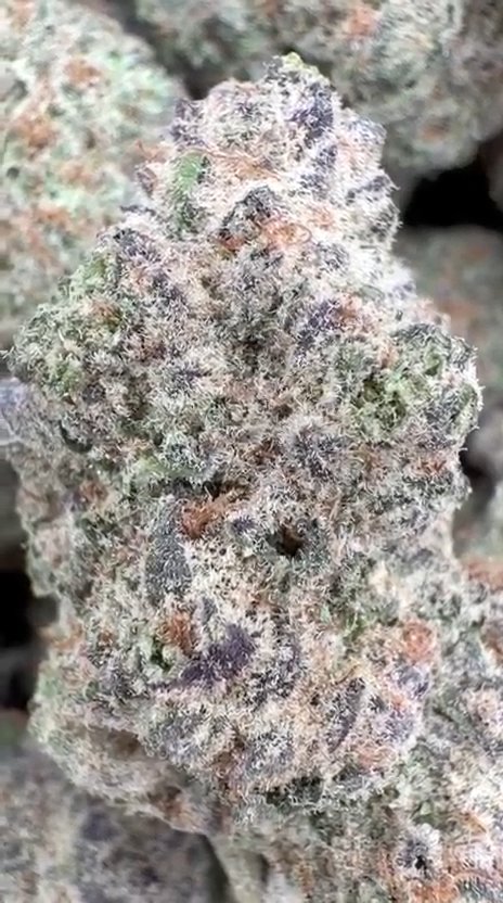 Blueberry Muffins Indoor - Bulk - Indica
