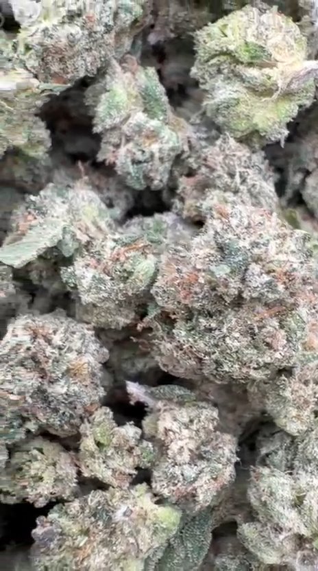Banana Runtz Indoor Littles - Bulk Littles - Hybrid