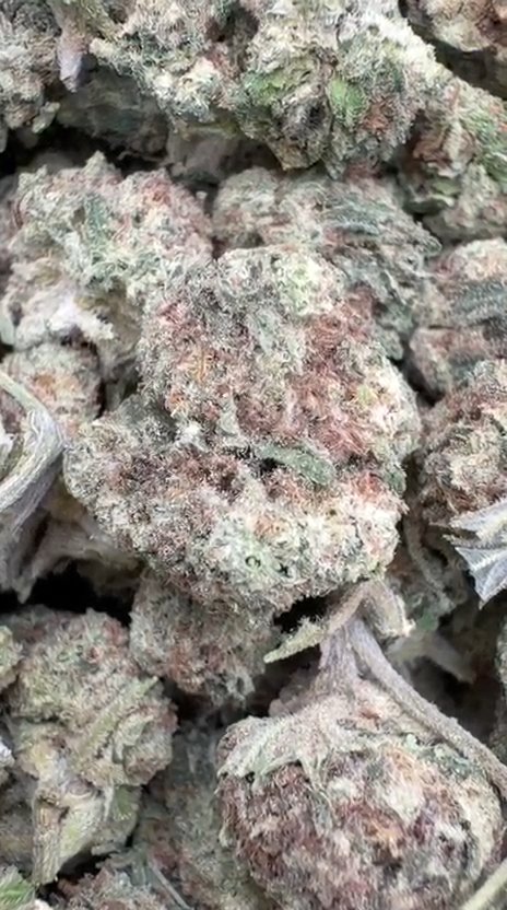 Birthday Cake Littles - Bulk Littles - Indica