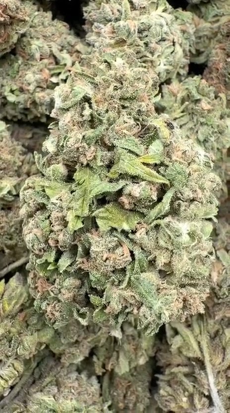 Berry White - Bulk - Hybrid