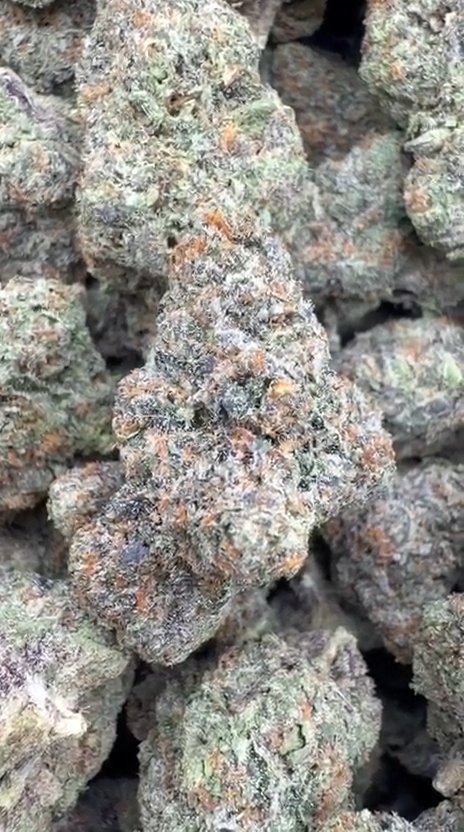 Biscotti Cake Indoor - Bulk - Hybrid
