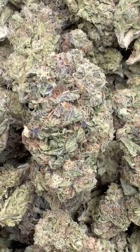 Biscotti Mintz - Bulk - Indica