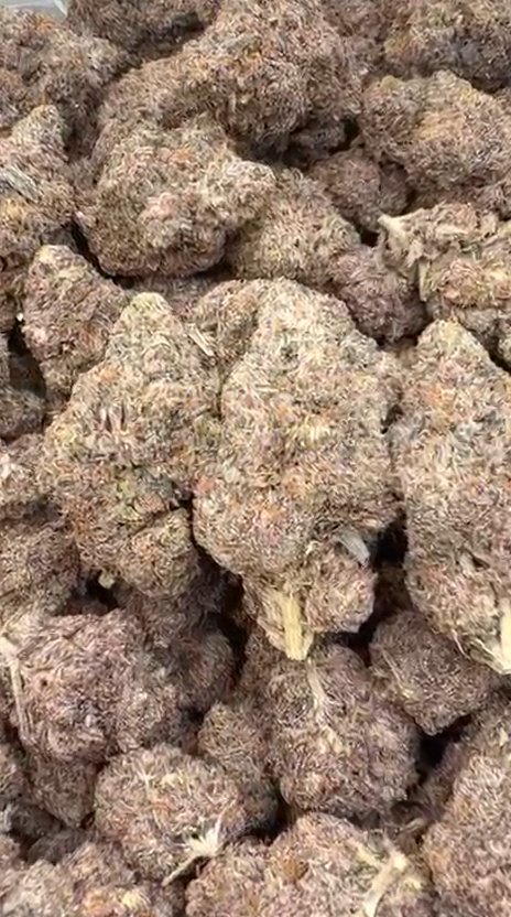 Biscotti Mintz Indoor - Bulk - Indica
