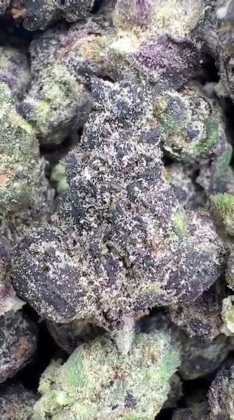 Black Cherry Runtz Indoor Littles - Bulk Littles - Indica