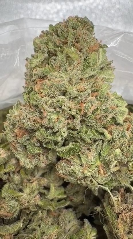 Blackberry Kush - Bulk - Indica