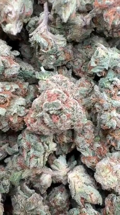 Bling Blaow Littles - Bulk Littles - Hybrid
