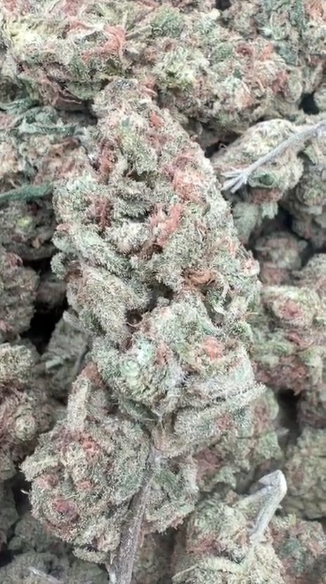 Blue Dream - Bulk - Sativa