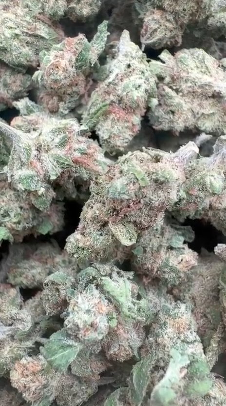 Blue Dream Littles  - Bulk Littles - Sativa