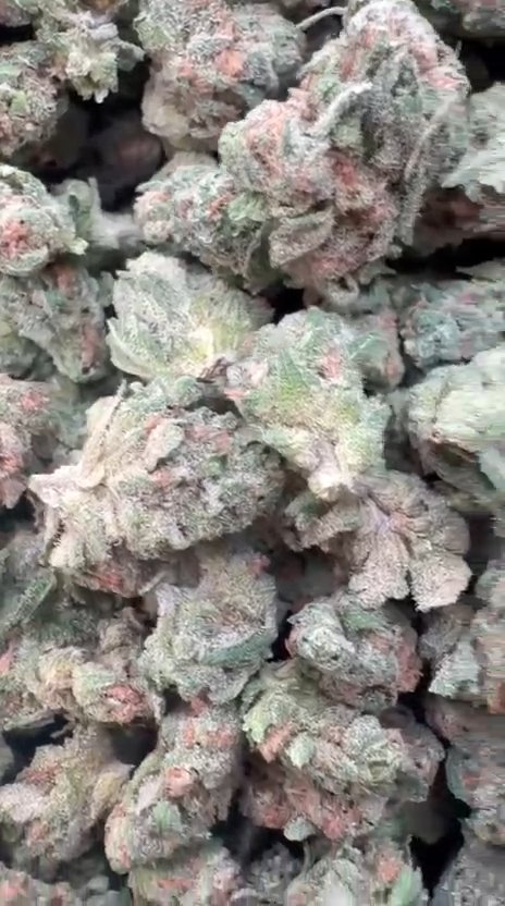 Blue Dream Mediums - Bulk Mediums - Sativa