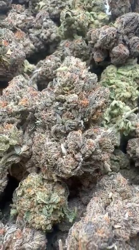 Blue Nerds Indoor - Bulk - Hybrid