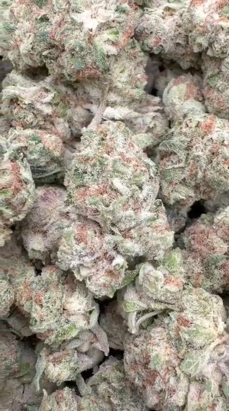 Blue Punch - Bulk - Indica