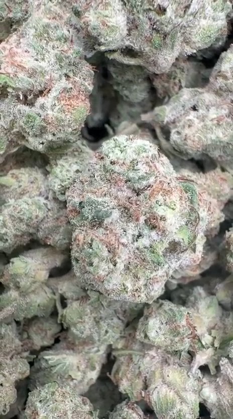 Blueberry Muffins Littles - Bulk Littles - Indica