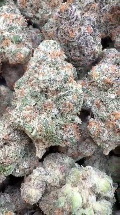 Pineapple Express Indoor - Bulk - Sativa