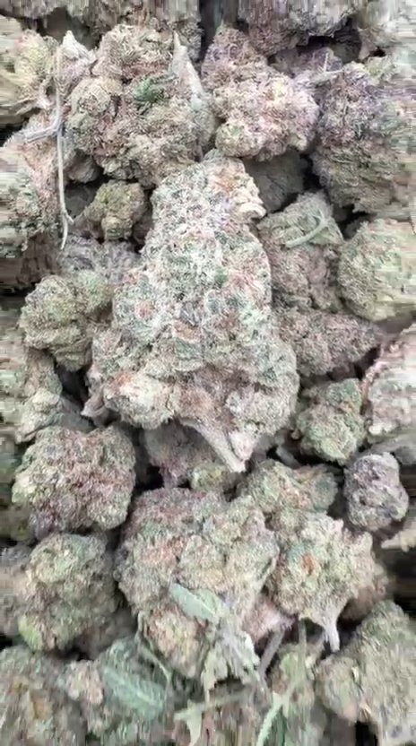 Butterscotch OG - Bulk - Indica
