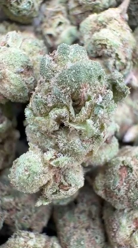 Cereal Milk Littles - Bulk Littles - Hybrid