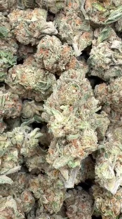 CheeseCake 41 - Bulk - Indica