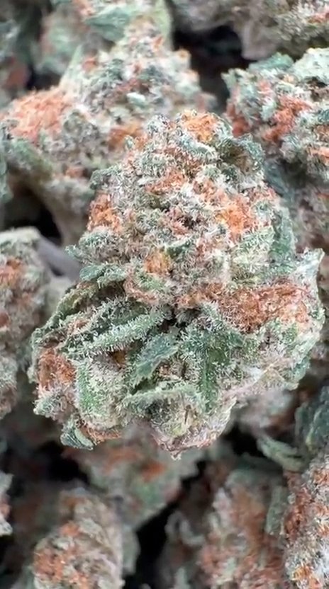 CheeseCake 41 Littles - Bulk Littles - Indica