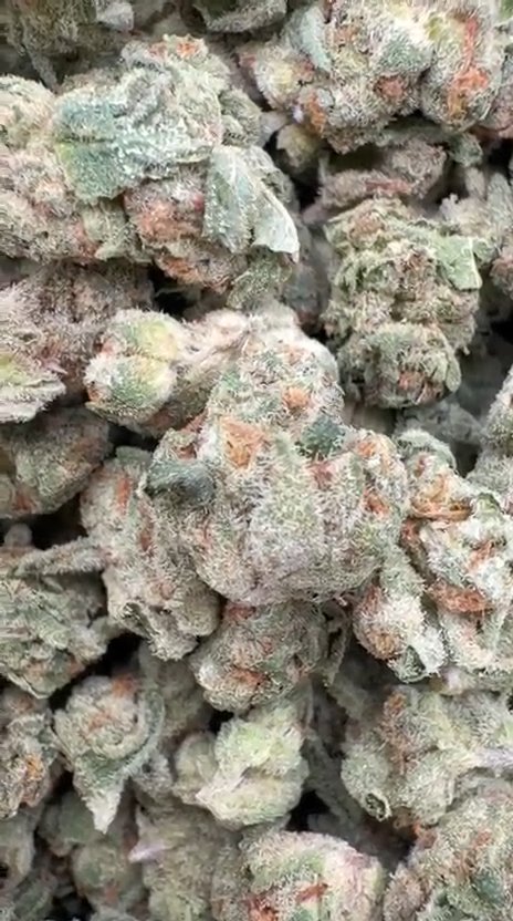 Cheetah Piss Littles - Bulk Littles - Hybrid