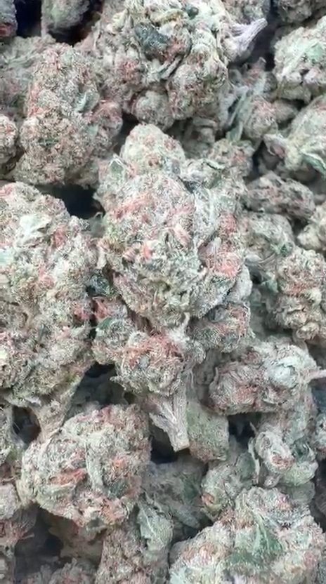 Citrus Kush - Bulk - Indica