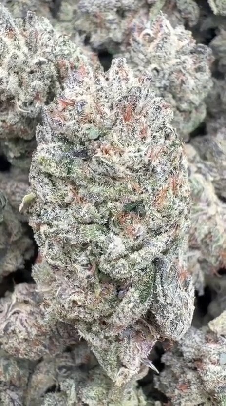Cookies and Cream - Bulk - Hybrid