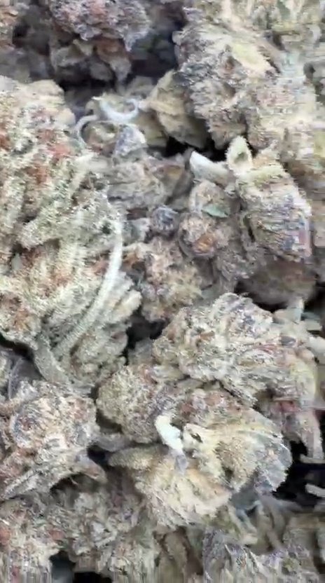 Cookies and Cream - Bulk - Hybrid
