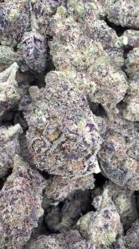 Donny Burger Indoor - Bulk - Indica