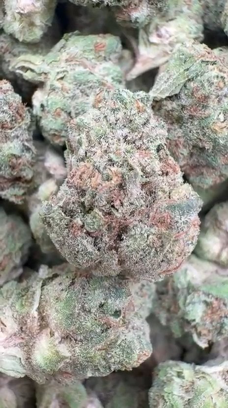 Double Cake Littles - Bulk Littles - Hybrid
