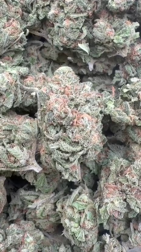 Double Dream - Bulk - Sativa