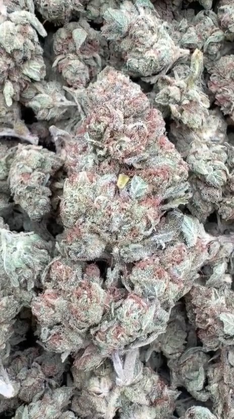 Elmer's Glue - Bulk - Hybrid