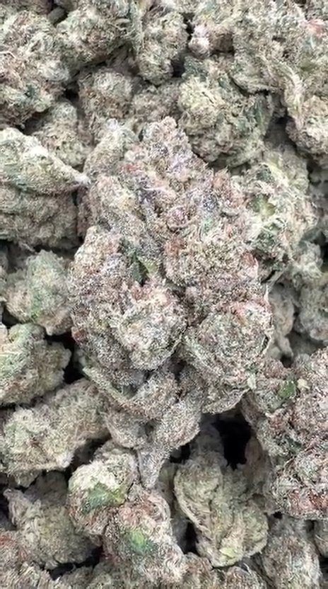 Fidel Runtz - Bulk - Hybrid