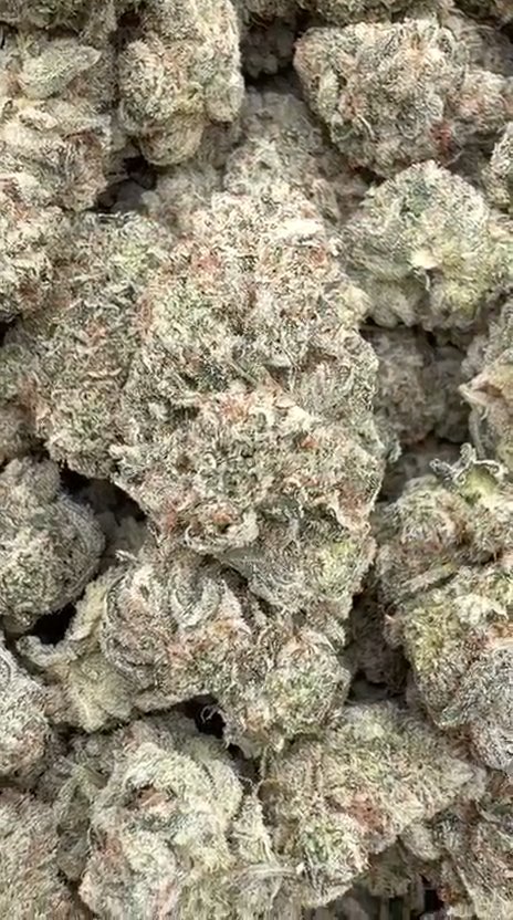 Gorilla Glue Indoor - Bulk - Hybrid