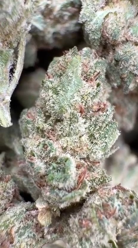Gorilla Glue Littles - Bulk Littles - Indica