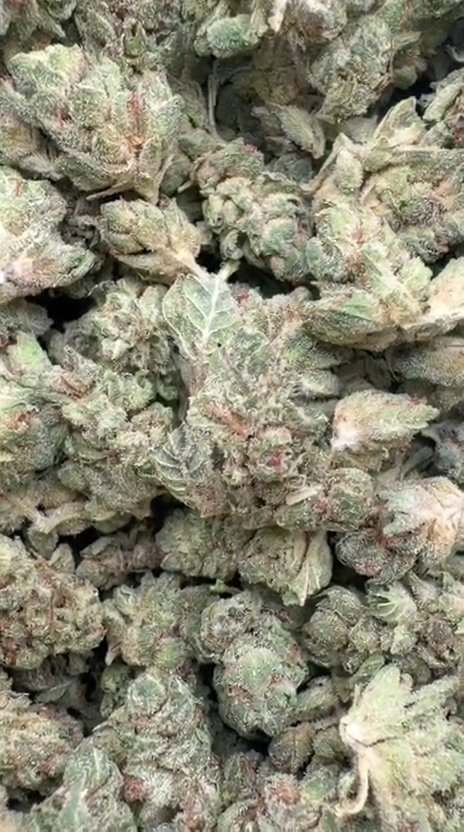 Gorilla Glue Littles - Bulk Littles - Indica