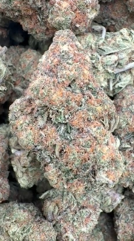 Girl Scout Cookies - Bulk - Hybrid