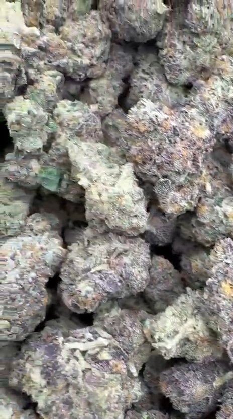 Galactic Runtz Indoor - Bulk - Indica