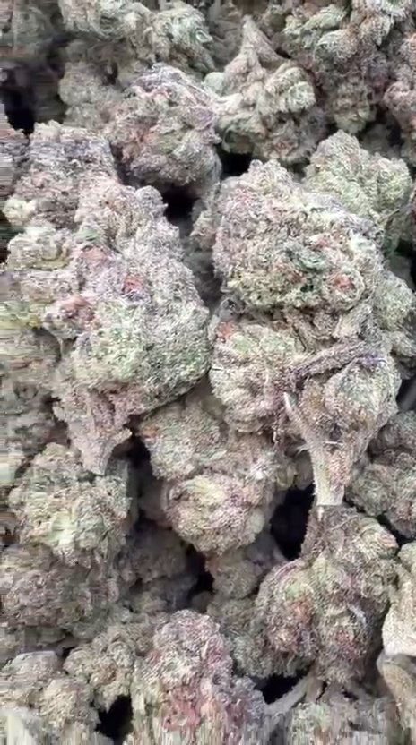 Gary Cherry - Bulk  - Indica