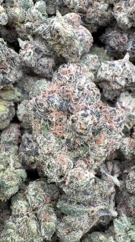 Gary Cherry Indoor Mediums - Bulk Mediums - Indica