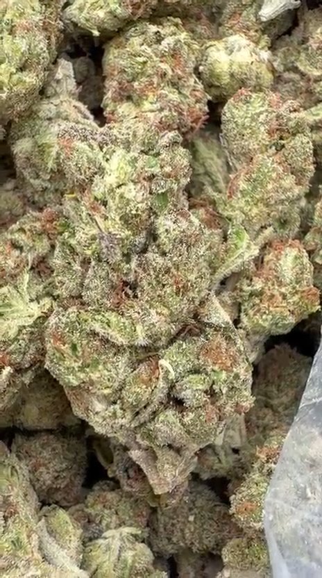 Gastro Bomb - Bulk - Indica