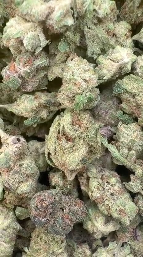 Gelato 41 Littles - Bulk Littles - Hybrid