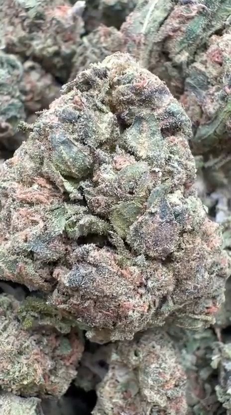 Gelatti - Bulk - Hybrid