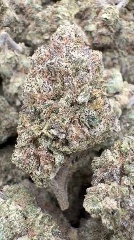 Glitterati - Bulk - Indica