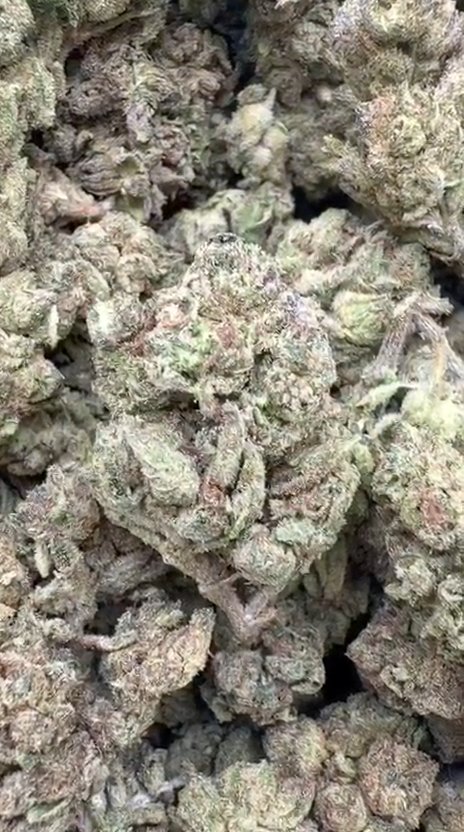 God's Gift - Bulk - Indica