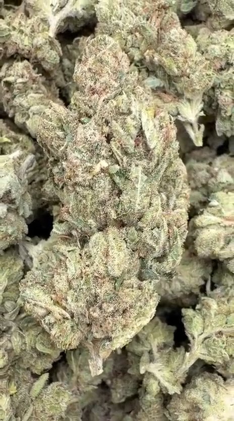Gorilla Glue - Bulk - Indica